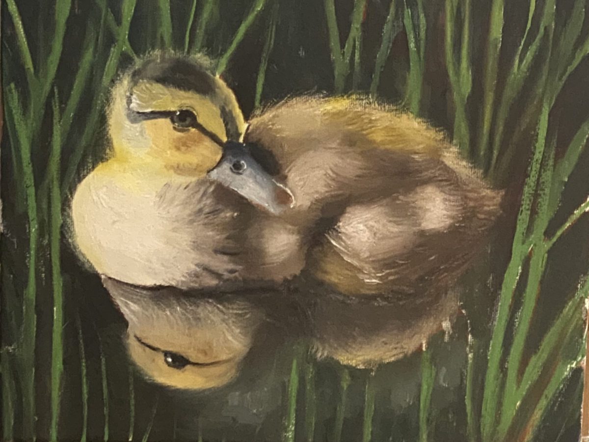 Baby Duck